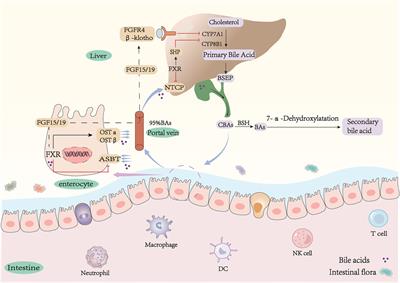 Regulation of bile acids and their receptor FXR in metabolic diseases